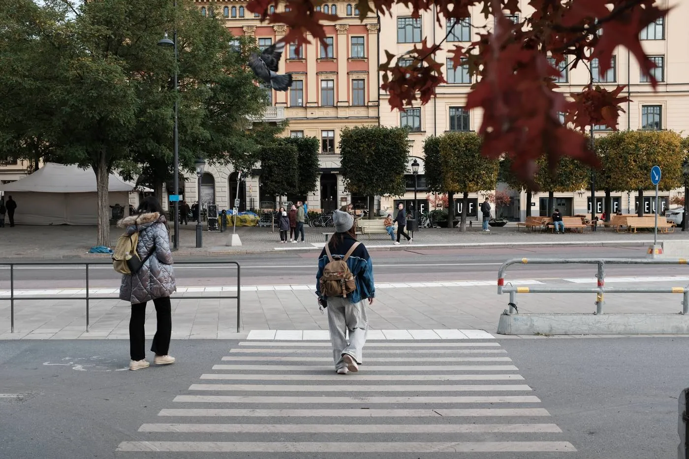 Two pedestrians walking across a zebra crossing in autumn, red oak leaves in the foreground